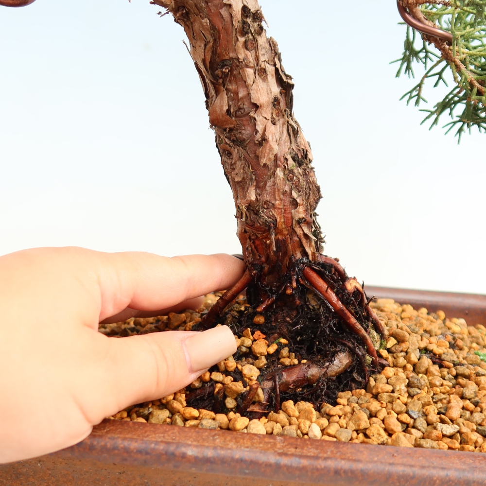 Bonsai voor buiten - Juniperus chinensis Kishu