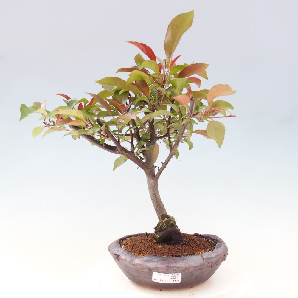 Bonsai voor buiten -Malus domestica - Roodbladige appelboom met kleine vruchten
