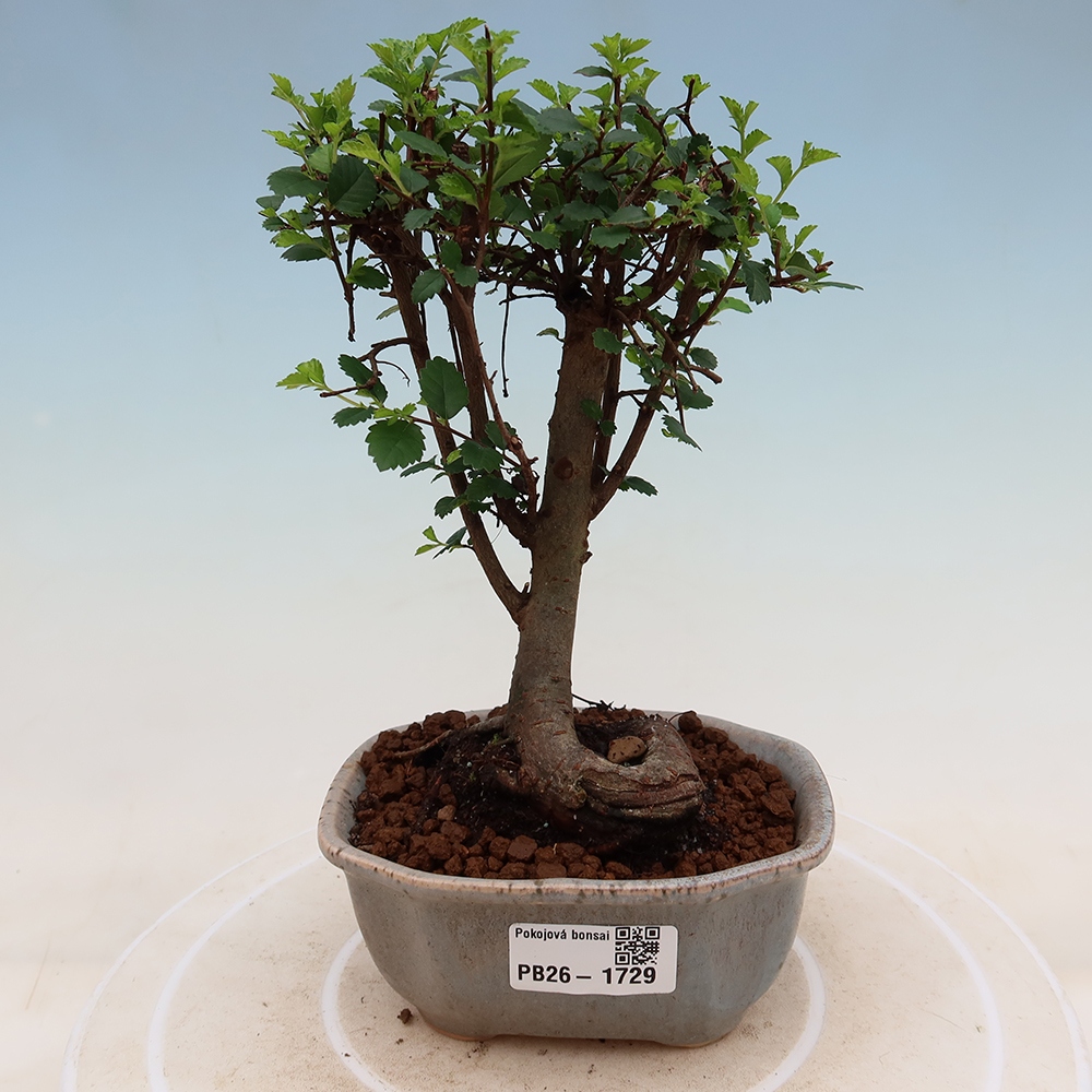 Kamerbonsai - Ulmus parvifolia - Winteriep