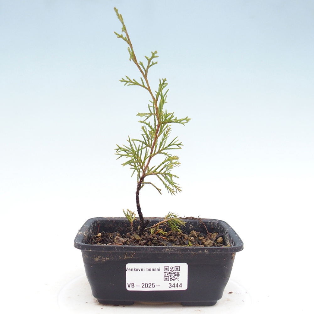 Bonsai voor buiten - Juniperus chinensis Itoigawa