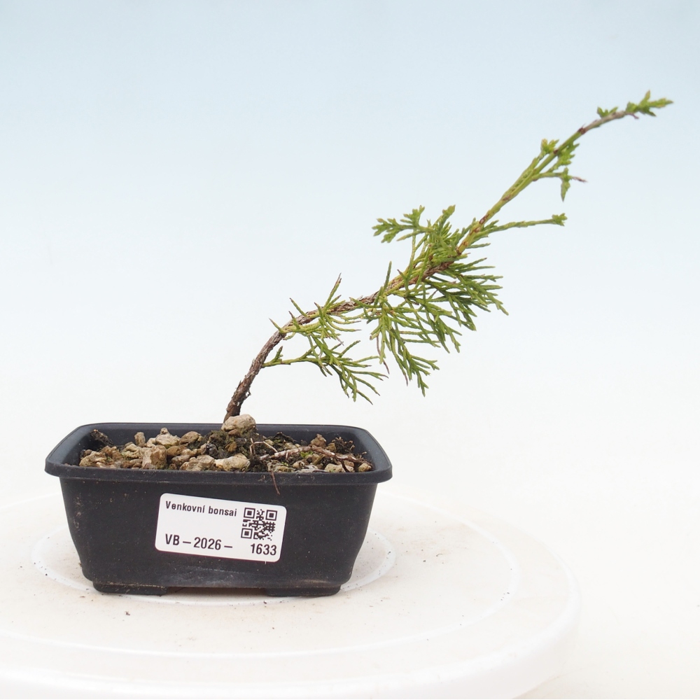 Bonsai voor buiten - Juniperus chinensis Itoigawa