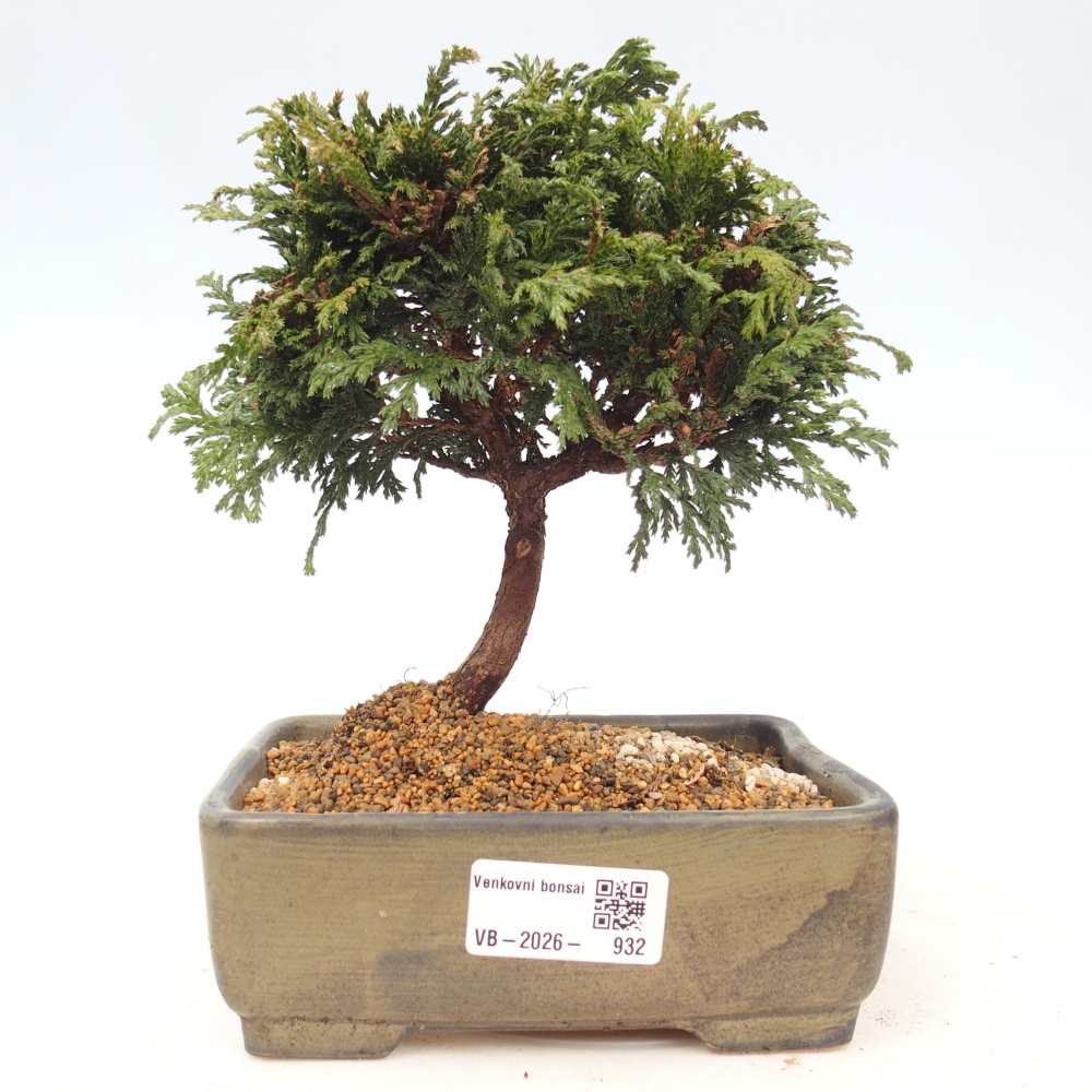 Bonsai voor buiten - Cham.pis Parslori - Cipres