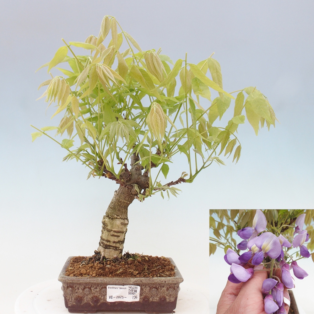Bonsai voor buiten - Wisteria floribunda
