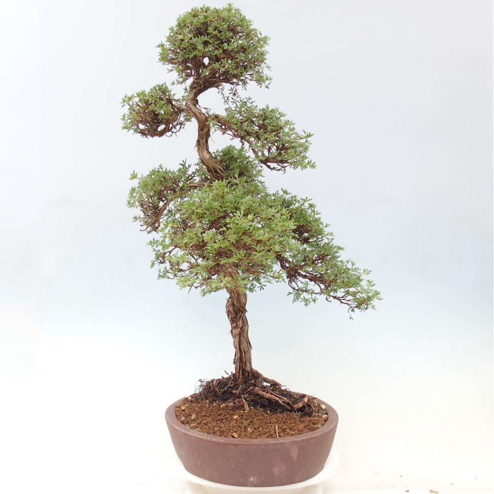 Bonsai voor buiten - Potentila fruticosa