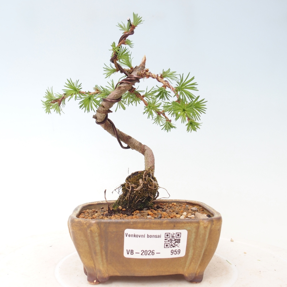 Bonsai voor buiten - Larix Kaempferi - Japanse lariks