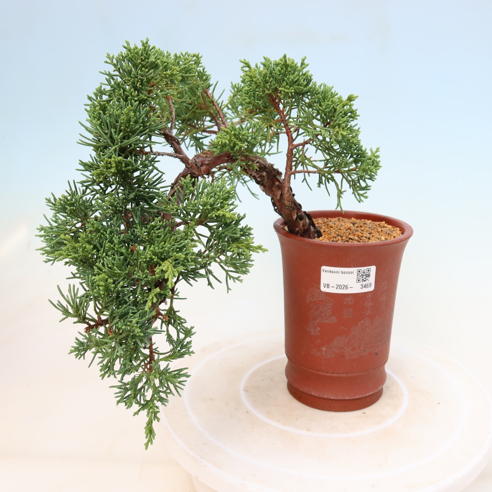 Bonsai voor buiten - Juniperus chinensis Kishu