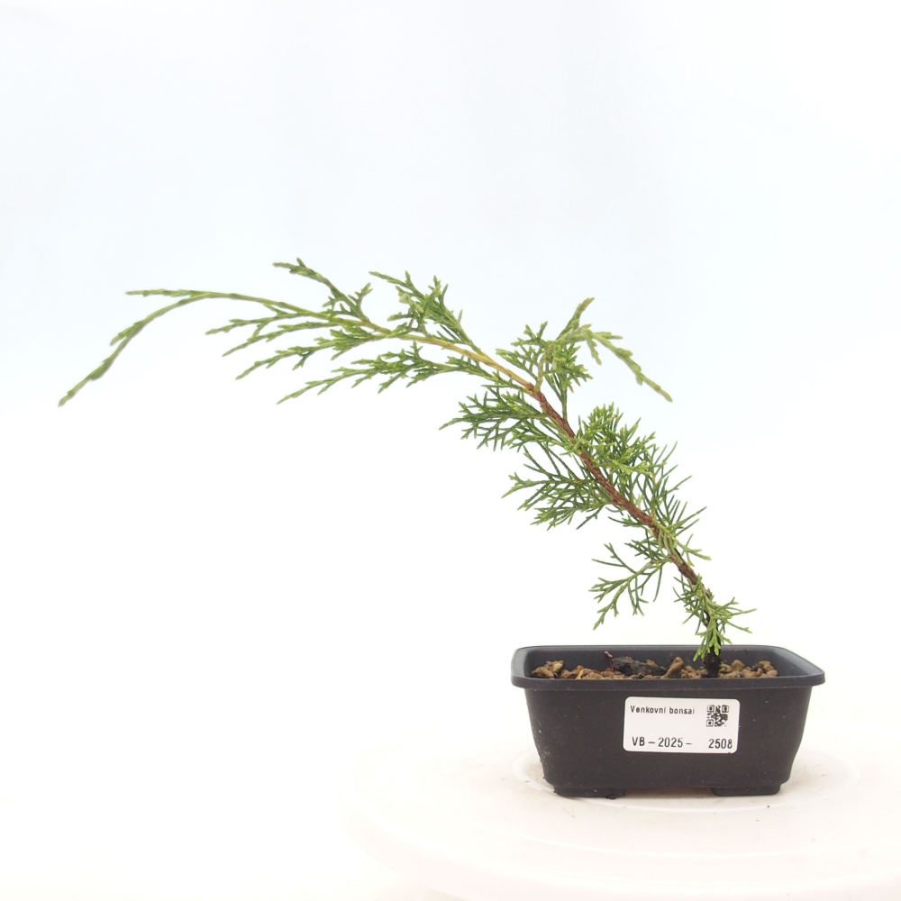 Bonsai voor buiten - Juniperus chinensis Itoigawa
