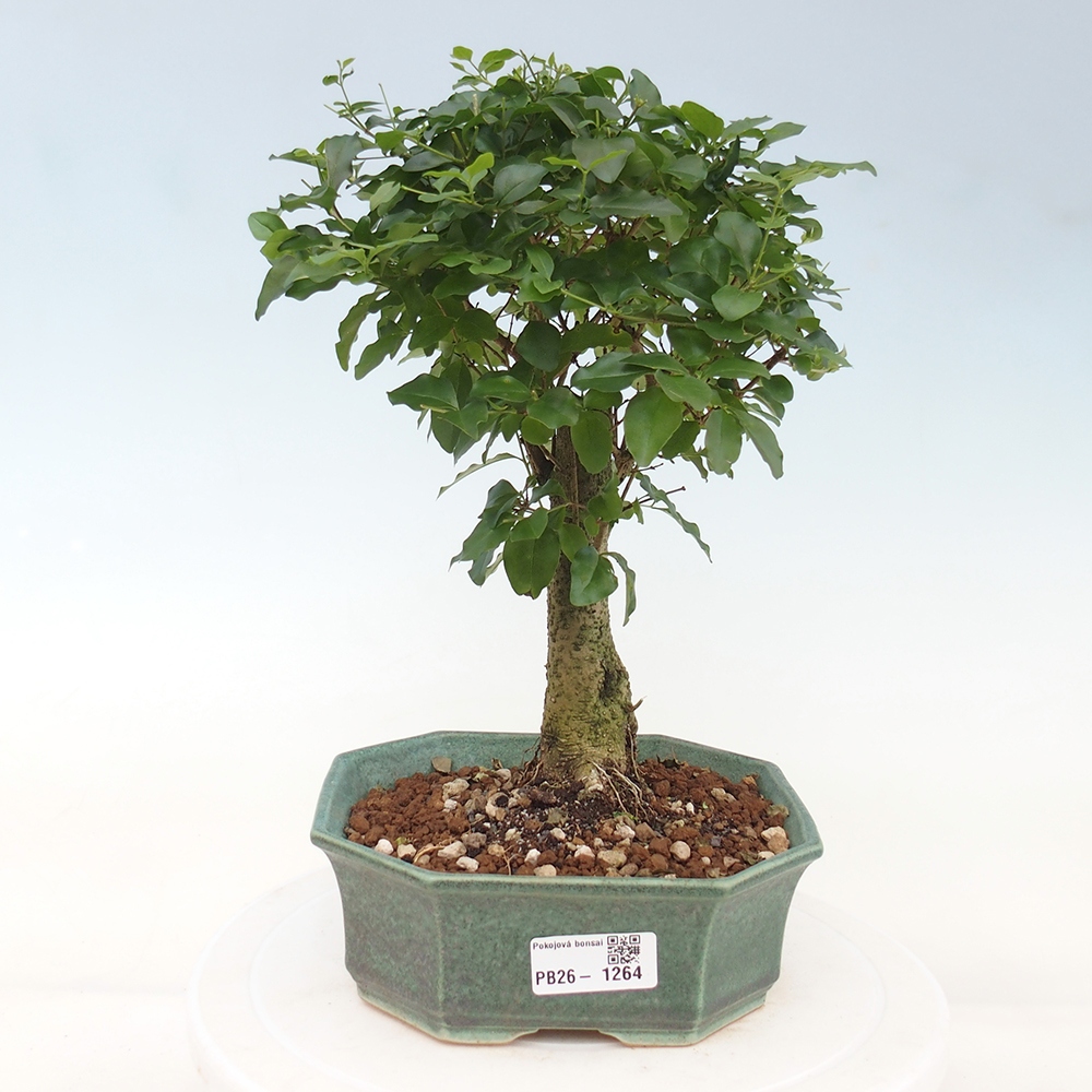 Kamerbonsai -Ligustrum chinensis - Vogelsnavel