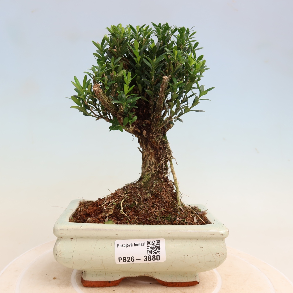Kamerbonsai - Buxus harlandii - kurk buxus
