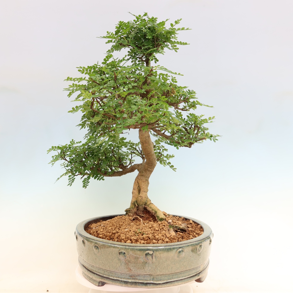 Kamerbonsai - Zantoxylum piperitum - peperboom