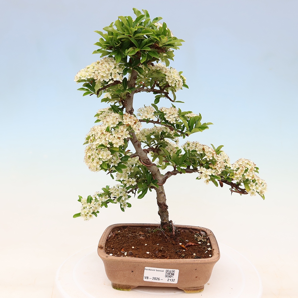 Buitenbonsai - Pyracantha teton - Vuurdoorn