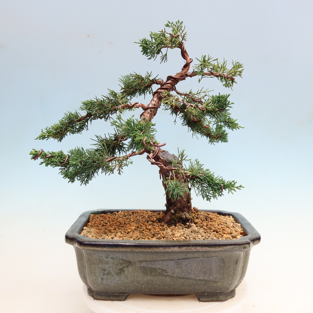 Bonsai voor buiten - Juniperus chinensis Kishu