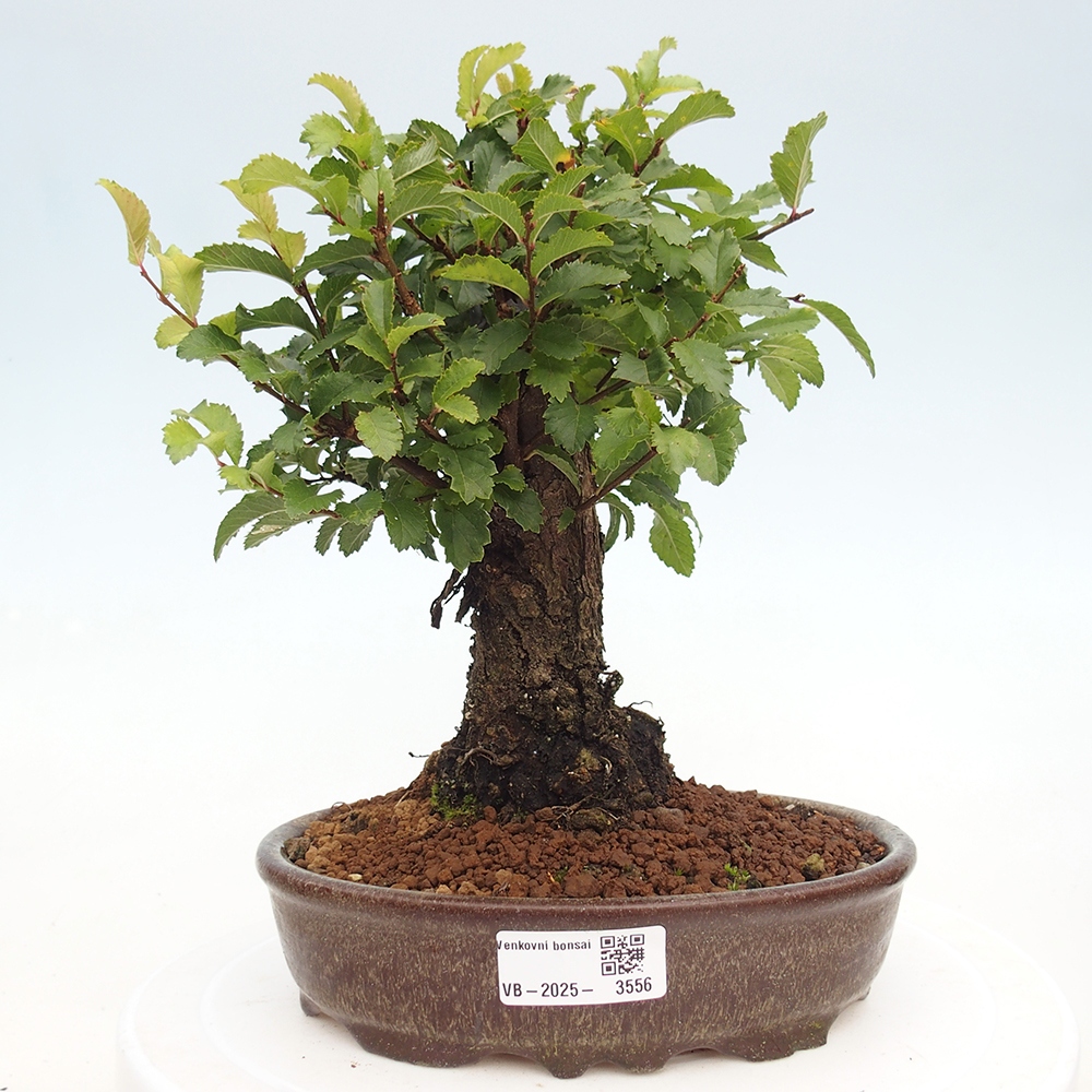 Bonsai voor buiten - Zelkova - Zelkova NIRE