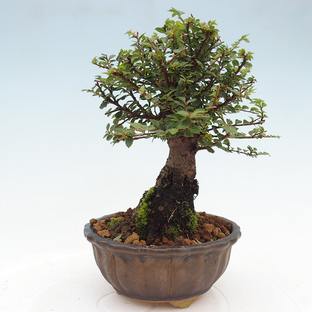 Bonsai voor buiten - Ulmus parvifolia Hokkaido - Chinese iep