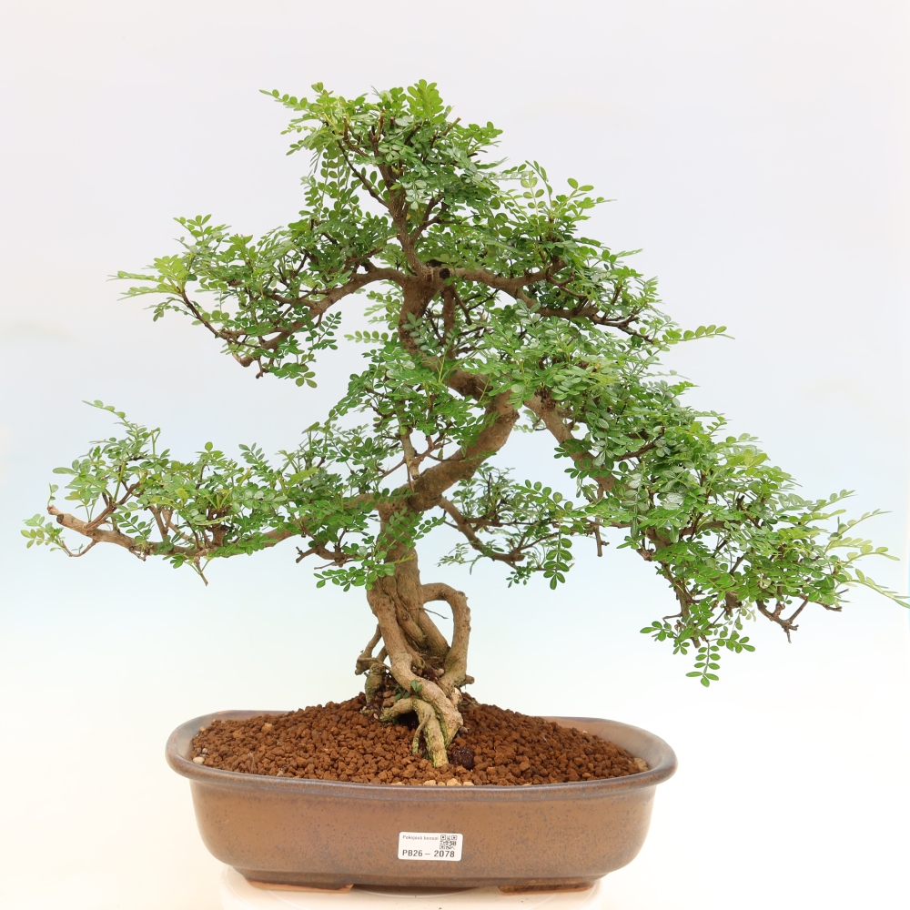 Kamerbonsai - Zantoxylum piperitum - peperboom