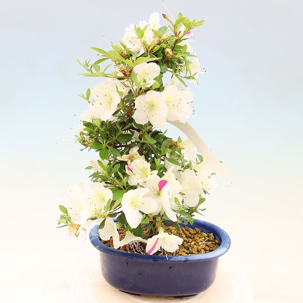 Bonsai voor buiten - Japanse Azalea - Azalea Yukigesho