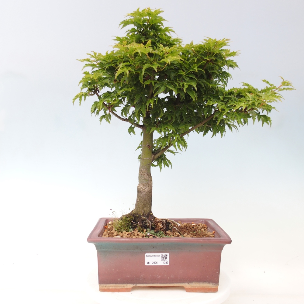 Bonsai voor buiten -Javor palm Acer palmatum Shishigashira