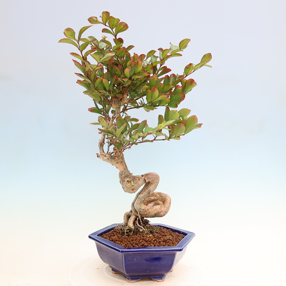 Kamerbonsai - Lagerstroemia indica - Indische seringenboom