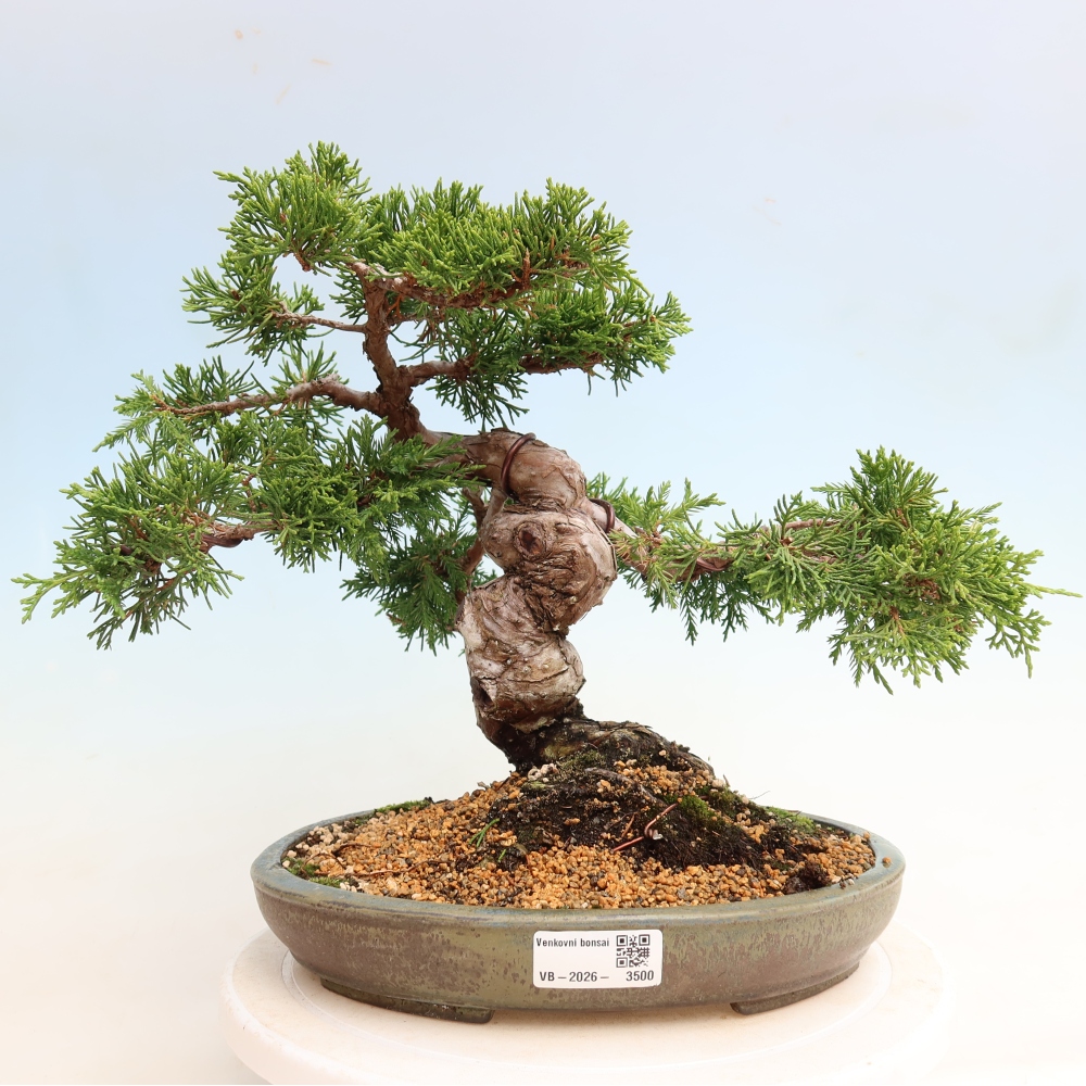 Bonsai voor buiten - Juniperus chinensis Itoigawa-Juniperus chinensis
