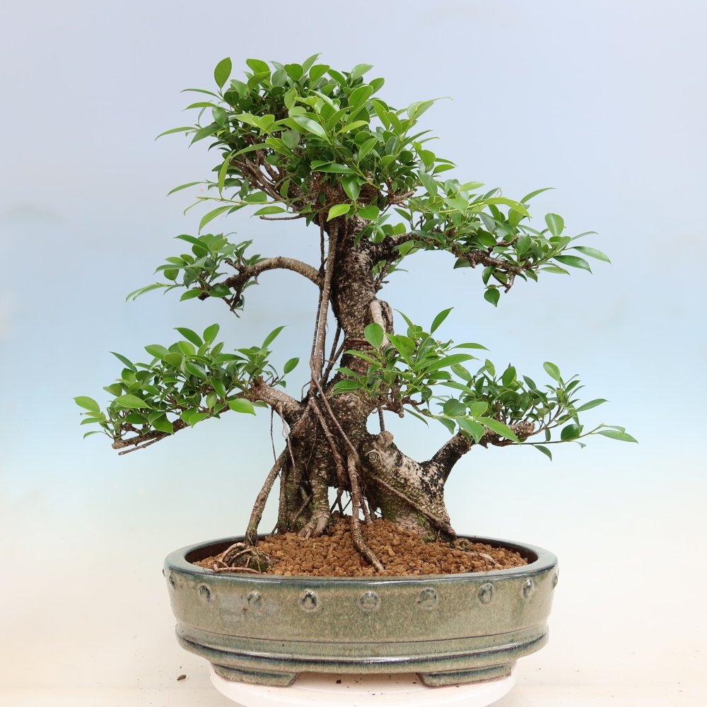 Kamerbonsai - Ficus kimmen - kleinbladige ficus