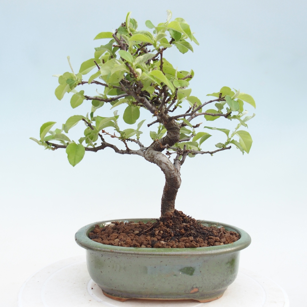 Bonsai voor buiten - Chaneomeles chinensis