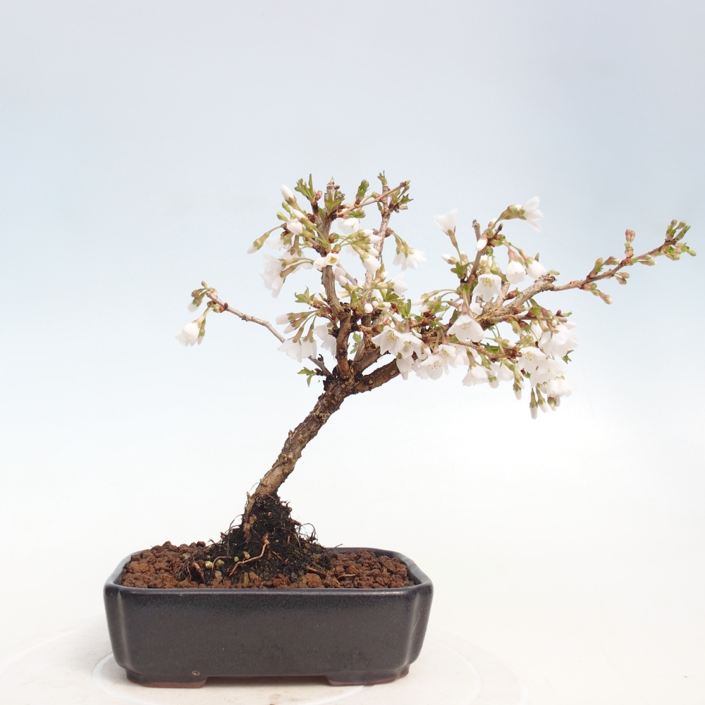 Bonsai voor buiten - Prunus incisa Kojou-no mai-Plivon uitgesneden