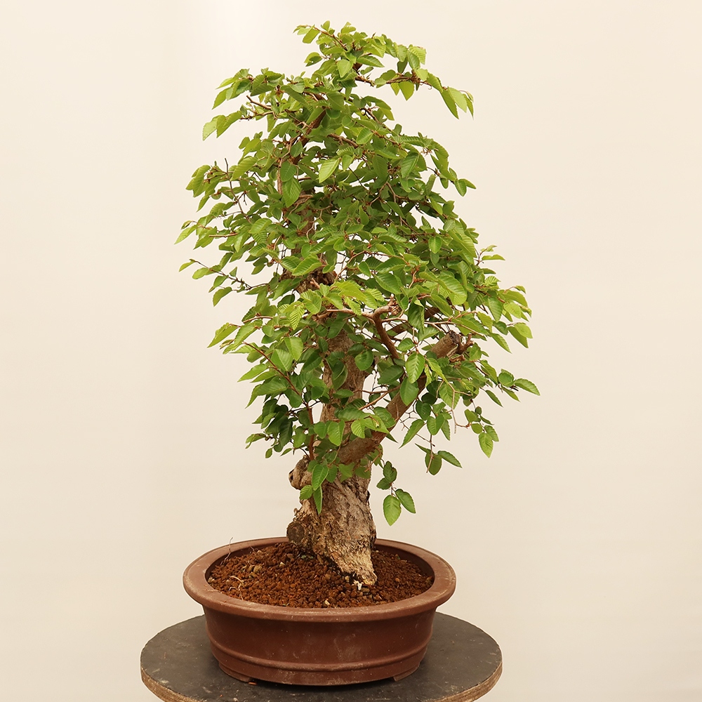 Bonsai voor buiten -Carpinus Coreana - Koreaanse haagbeuk