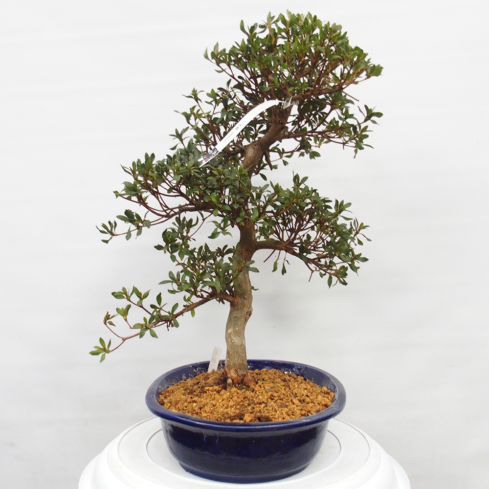 Bonsai voor buiten - Japanse azalea - Azalea CHIHIRO
