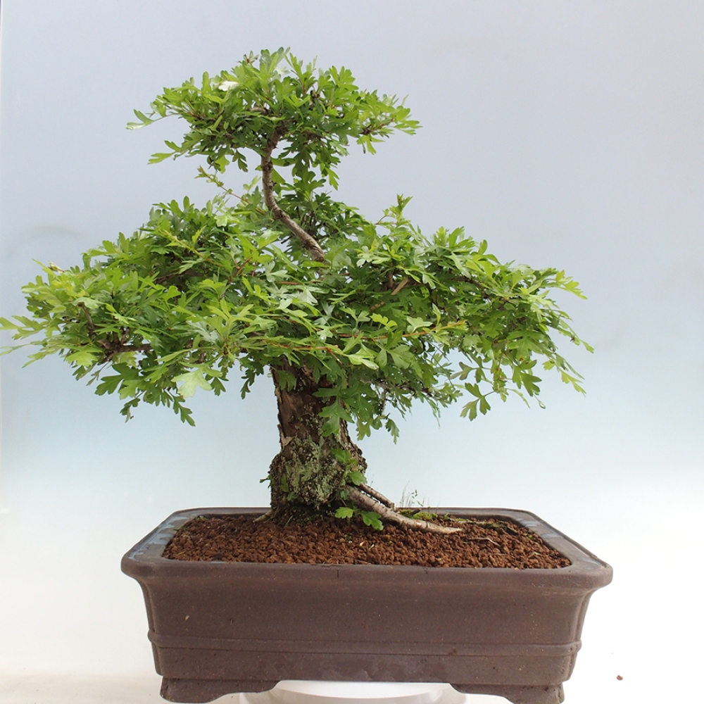 Bonsai voor buiten - Meidoorn - Crataegus monogyna