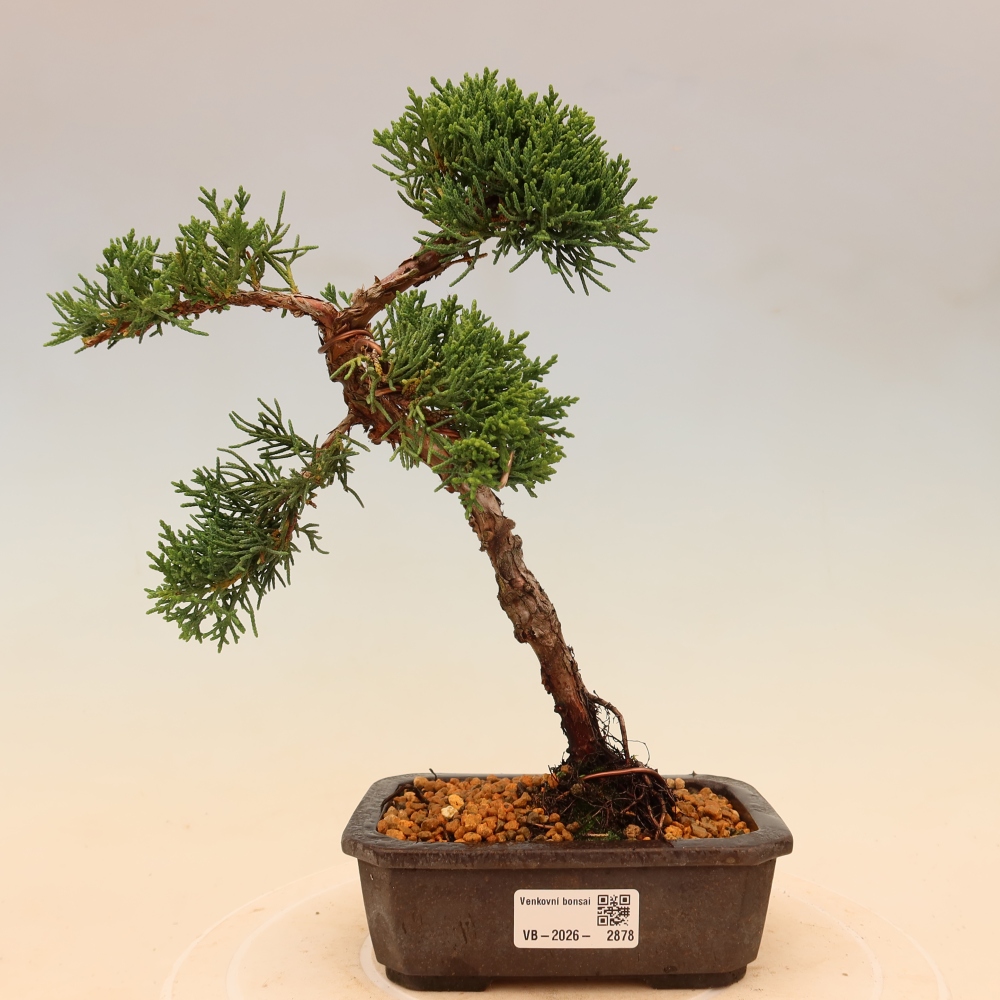 Bonsai voor buiten - Juniperus chinensis Kishu