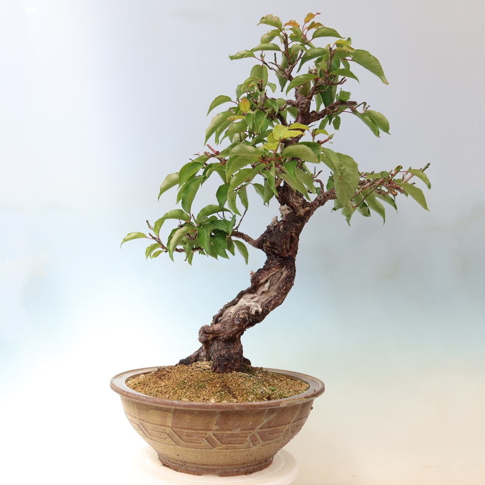Bonsai voor buiten – Japanse abrikoos – Prunus Mume