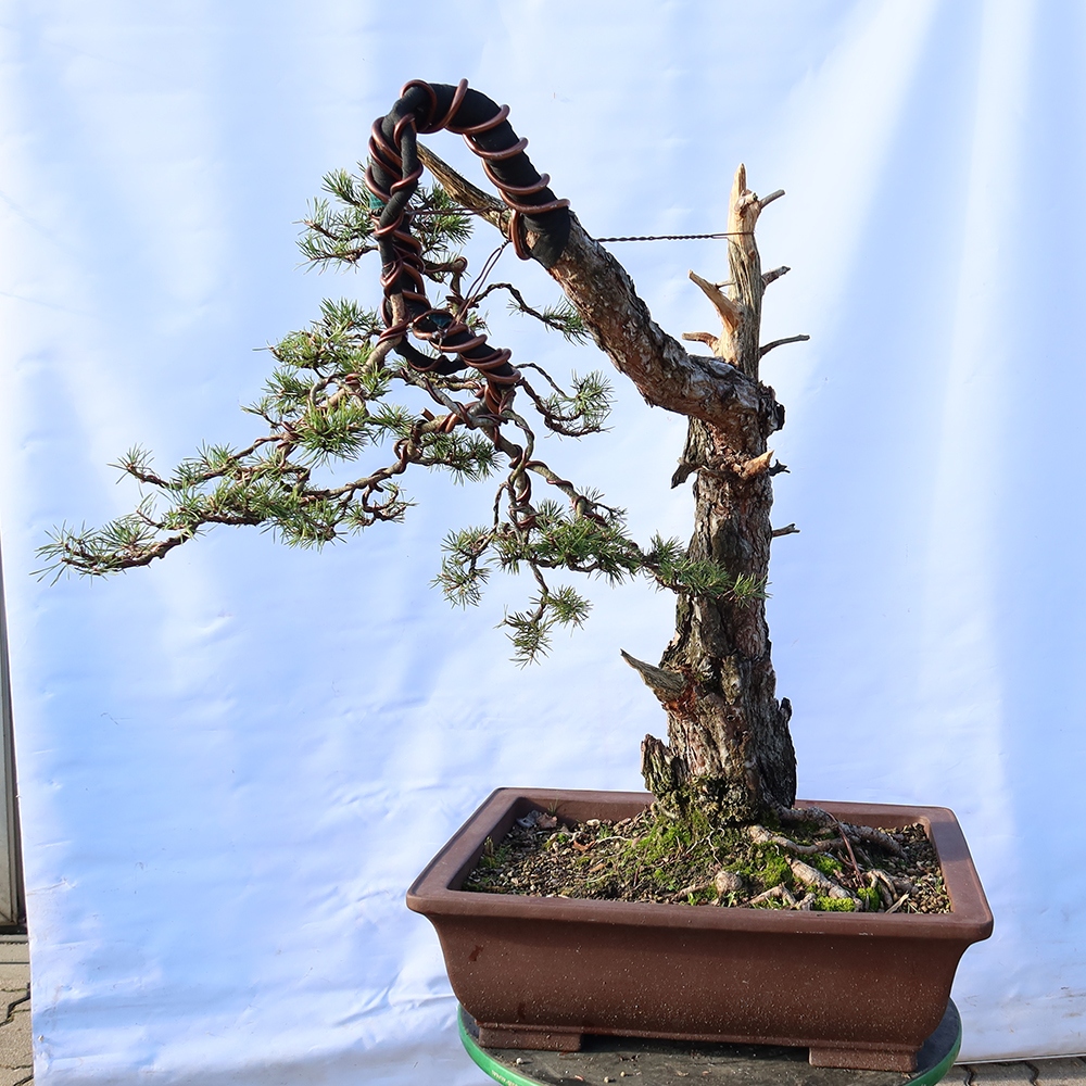 Pinus sylvestris Spanje - grove den