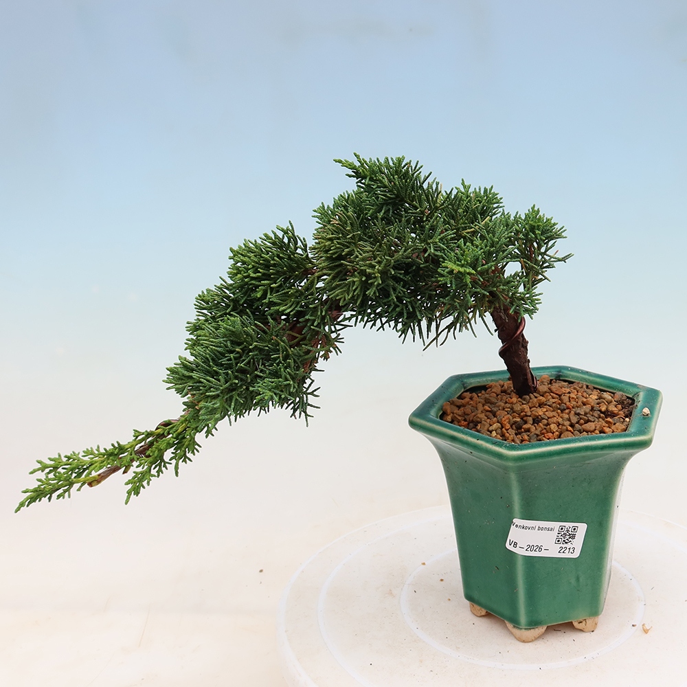 Bonsai voor buiten - Juniperus chinensis Kishu