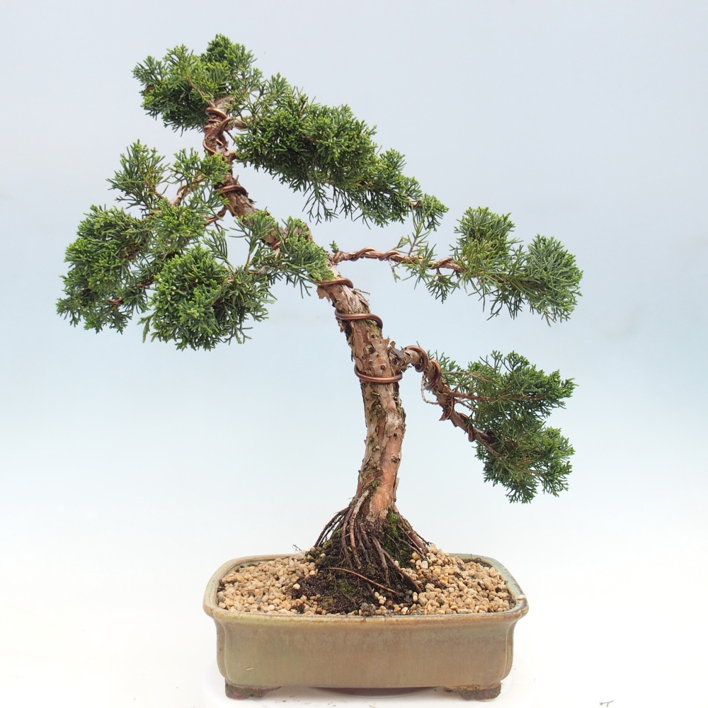 Bonsai voor buiten - Juniperus chinensis Kishu