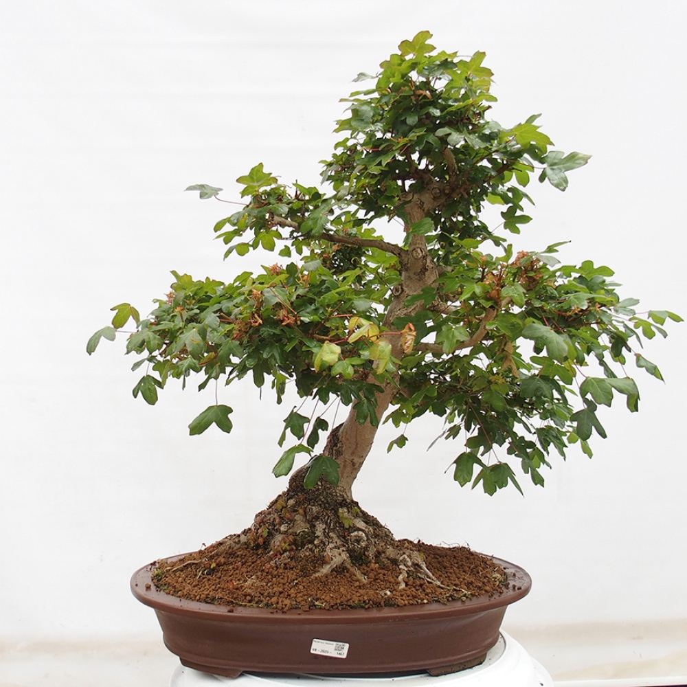 Bonsai voor buiten - Franse esdoorn - Acer Nonspessulanum