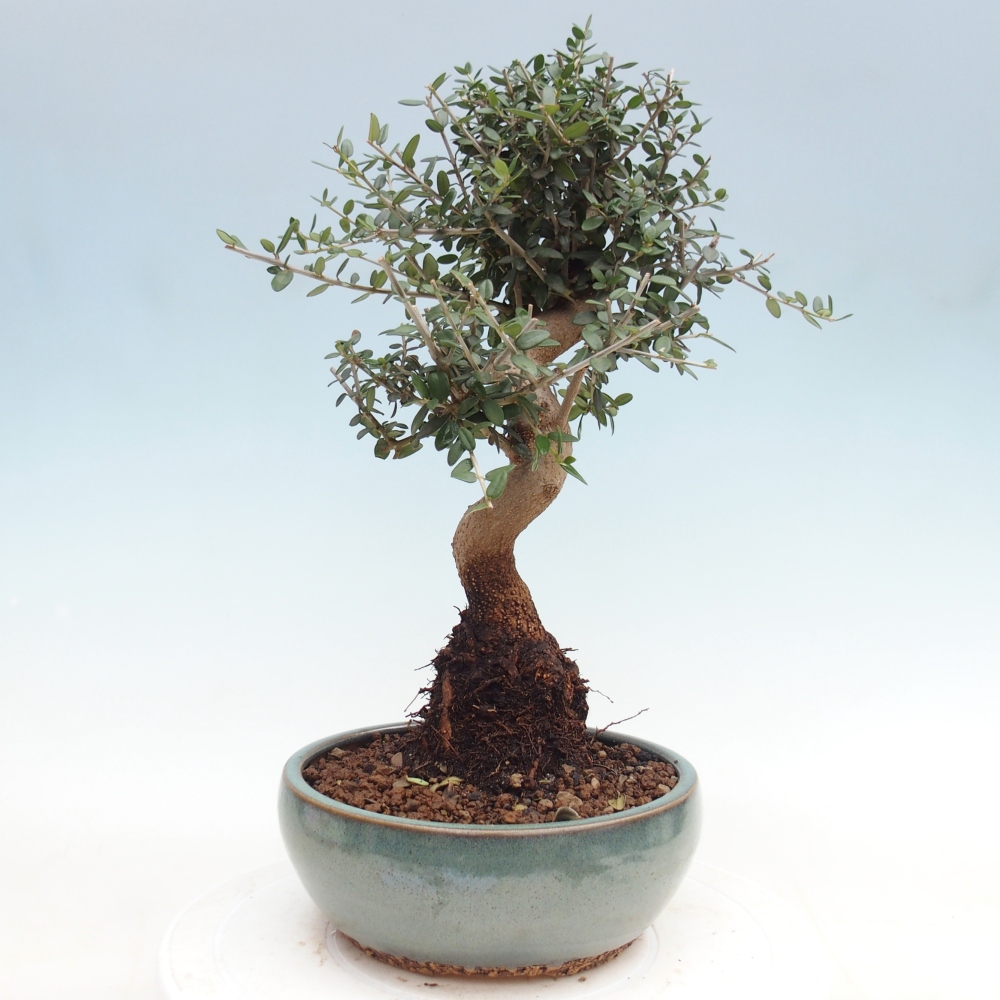 Bonsai voor binnen - Olea europaea sylvestris