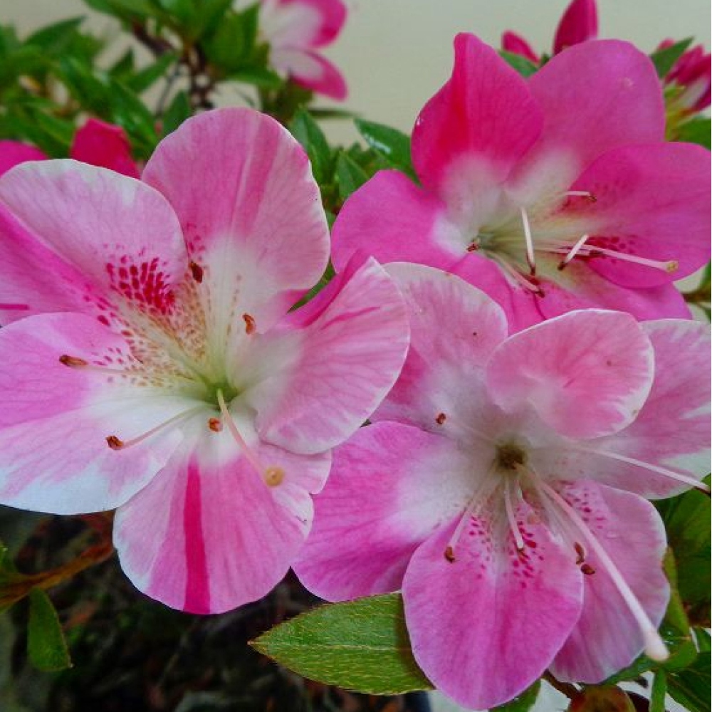 Bonsai voor buiten - Japanse Azalea - Azalea Reiko