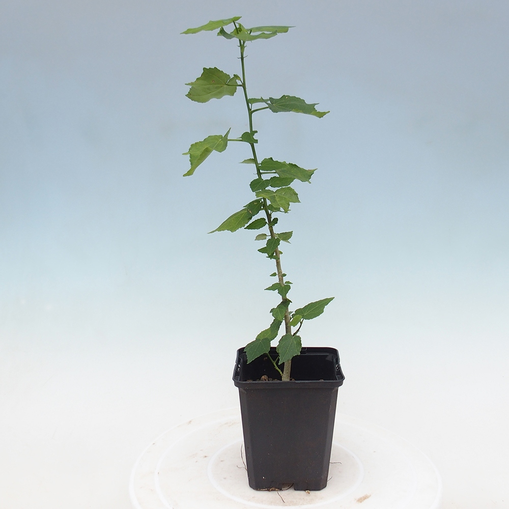 Bonsai voor binnen - Malvaviscus arboreus