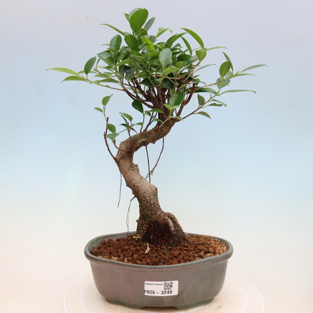 Kamerbonsai - Ficus kimmen - kleinbladige ficus
