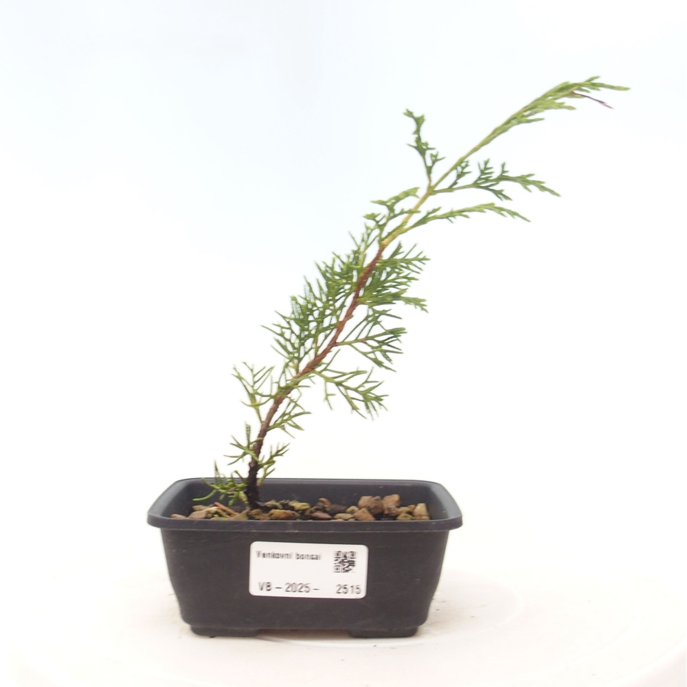 Bonsai voor buiten - Juniperus chinensis Itoigawa