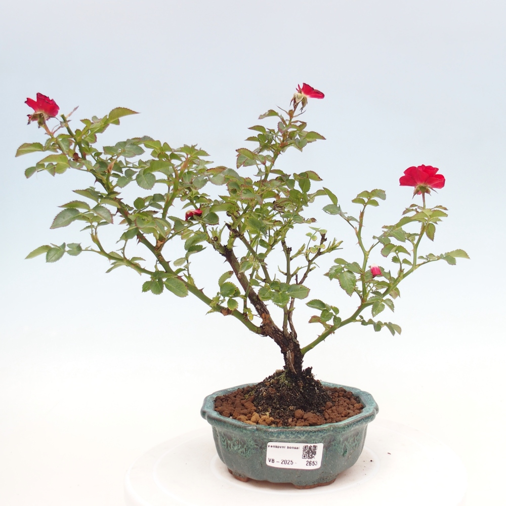 Bonsai voor buiten - Rosa Kordes - roos