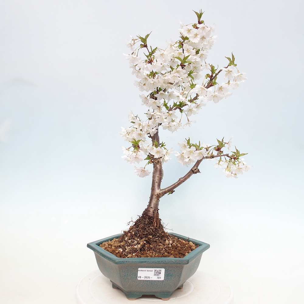Bonsai voor buiten - Prunus incisa Kojou-no mai-Plivon uitgesneden