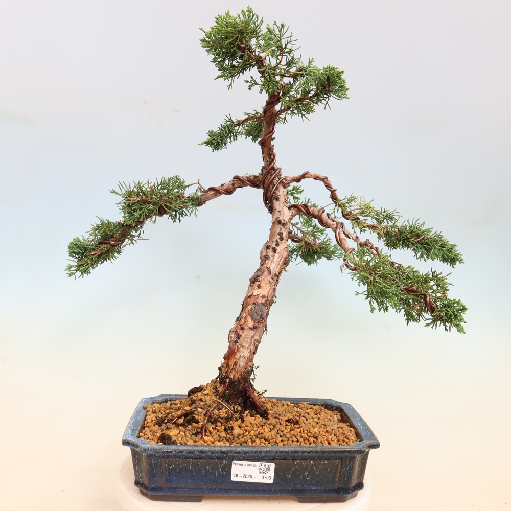 Bonsai voor buiten - Juniperus chinensis Kishu