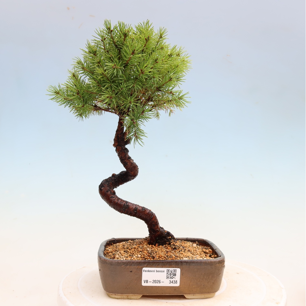 Buitenbonsai – Grijze spar – Picea glauca globe