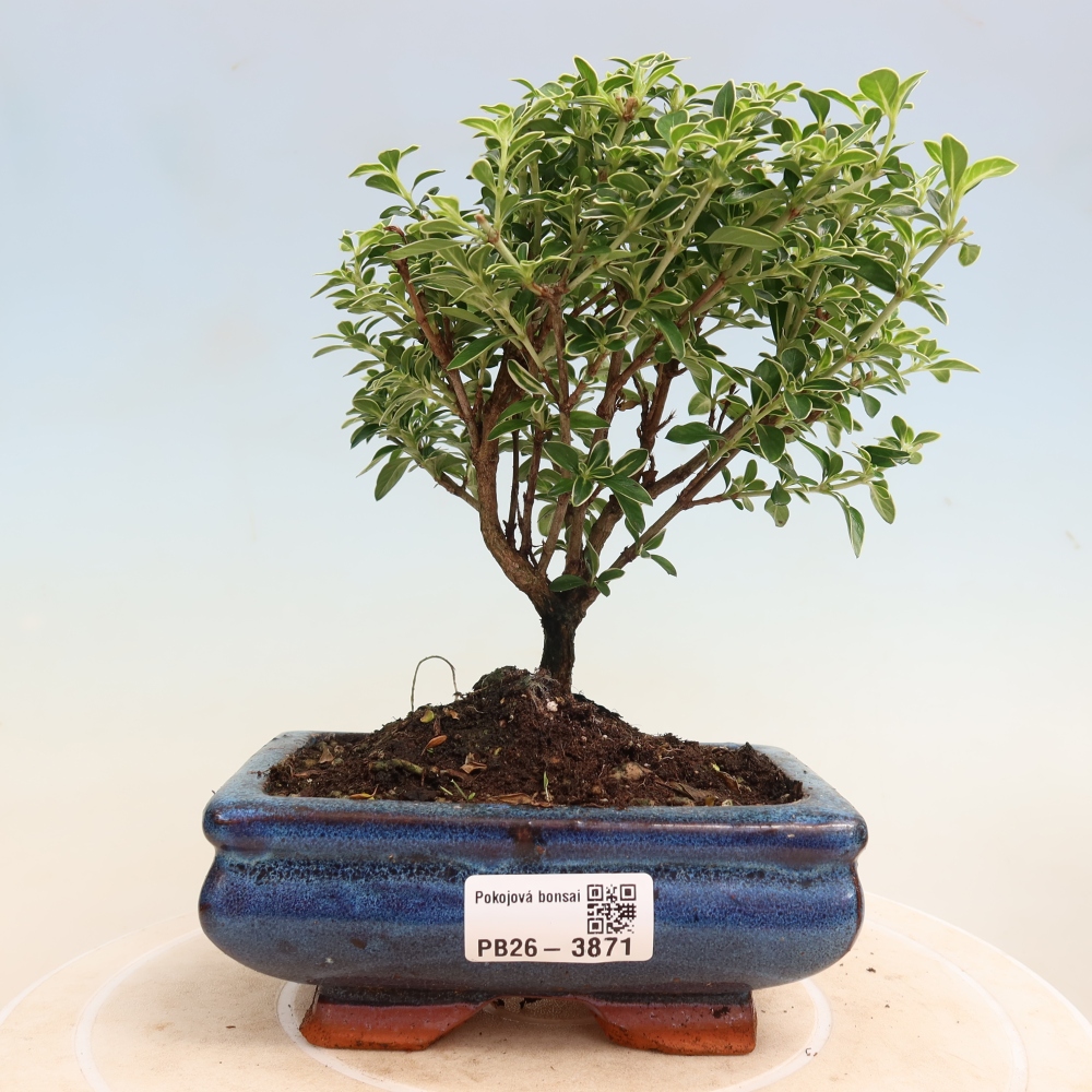 Kamerbonsai - Serissa foetida Variegata - Boom van duizend sterren