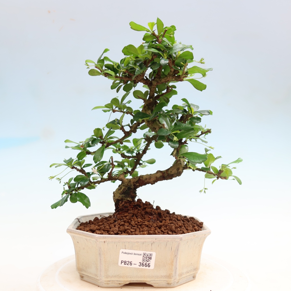 Kamerbonsai - Carmona macrophylla - Thee fuki