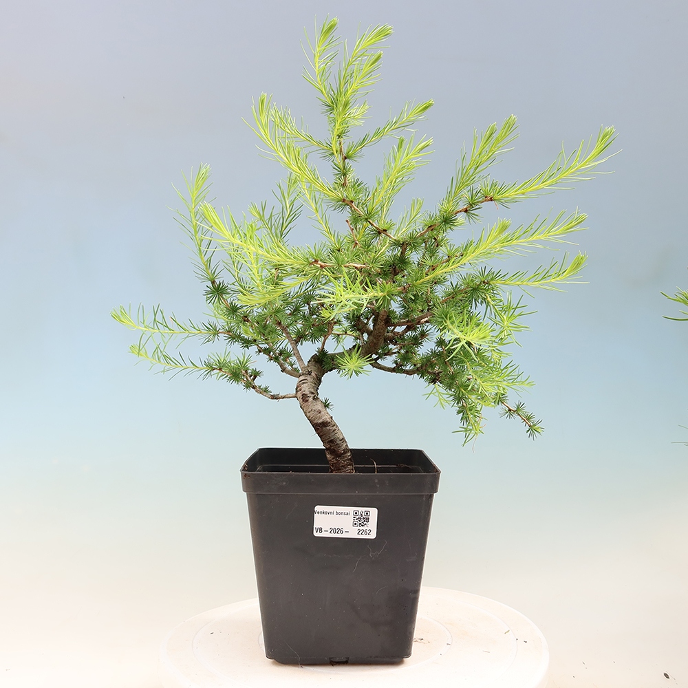 Bonsai voor buiten -Larix decidua - Lariks
