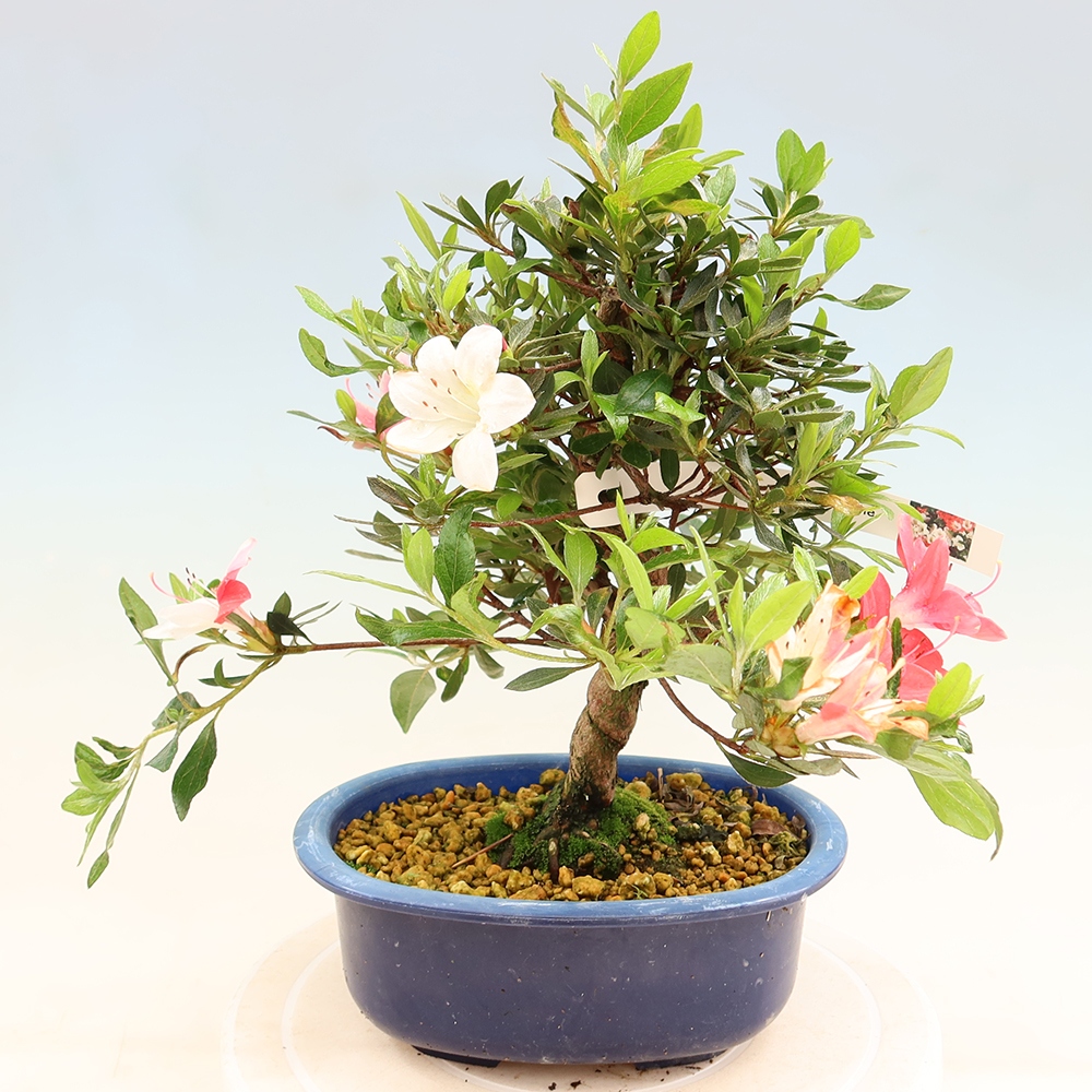 Bonsai voor buiten - Japanse Azalea - Azalea Senhime