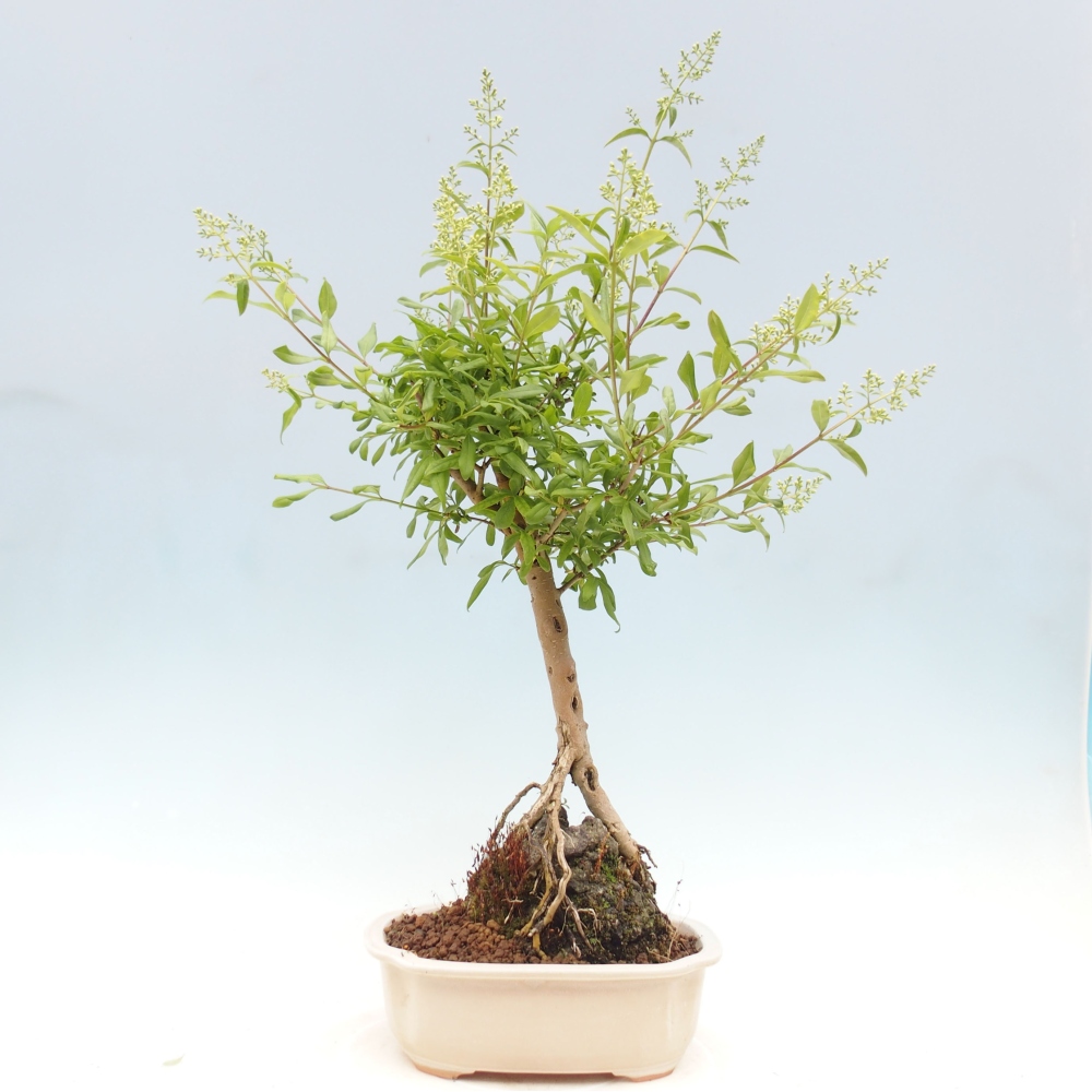Bonsai voor buiten - Ligustrum - Vogelsnavel