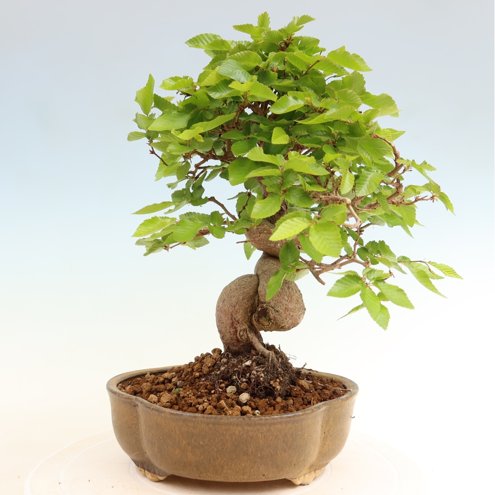Bonsai voor buiten -Carpinus Coreana - Koreaanse haagbeuk